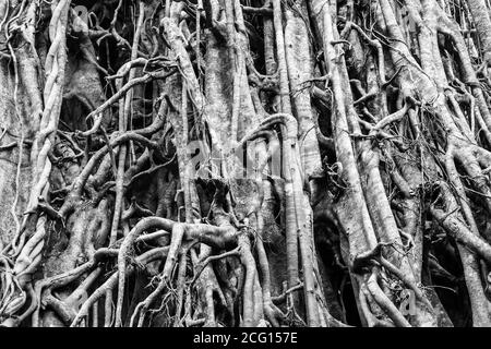 Black and white close up of an Australian fig tree Stock Photo