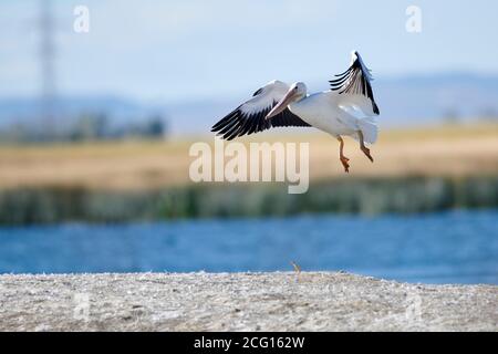 American white pelican (pelecanus erythrorhynchos) in flight, Frank Lake, Alberta, Canada, Stock Photo