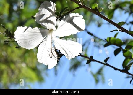 Flower white ibiscus Brazil flora botany gardens Stock Photo