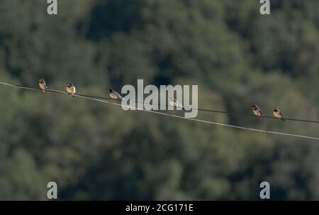 Barn Swallows perch together on a wire in late summer in Yorkshire, England not long before migration. Stock Photo