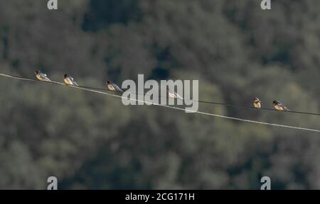 Barn Swallows perch together on a wire in late summer in Yorkshire, England not long before migration. Stock Photo