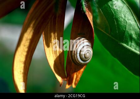 garden snail sits on a yellow tekoma flower, noon Stock Photo