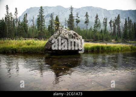 Yellowstone National Park Rock with growing tree Stock Photo