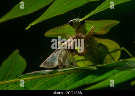 A hooded shield mantis (Choeradodis) eating its moth prey in a jungle in Amazonian Peru. Stock Photo