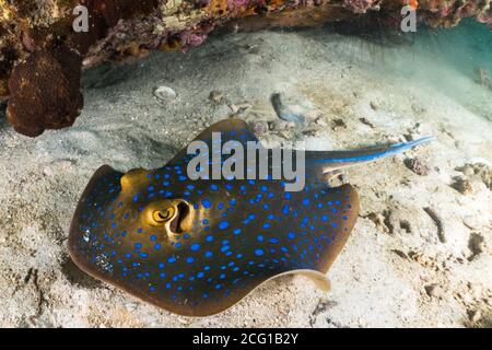blue spotted sting ray on coral reef with scuba divers Stock Photo