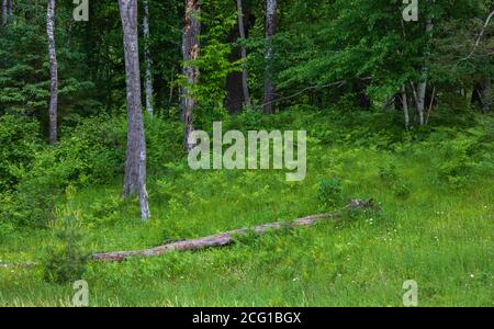 A summer meadow in northern Wisconsin. Stock Photo