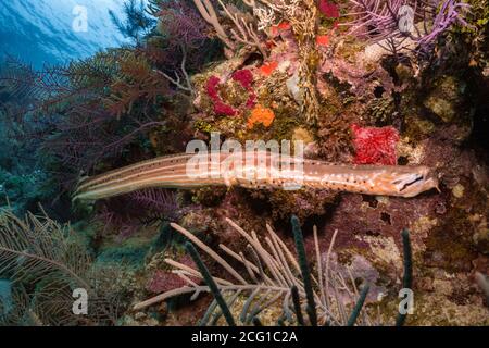 trumpet fish underwater on reef Stock Photo