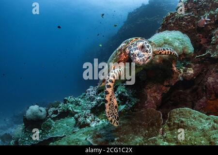 Hawksbill turtle underwater swimming on coral reef scuba diving Stock Photo