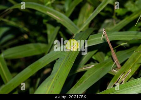 Tree frog hiding in the plants in the marsh area of Reelfoot Lake Stock Photo