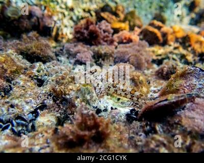 Combtooth Mediterranean blenny fish - Lipophrys trigloides Stock Photo