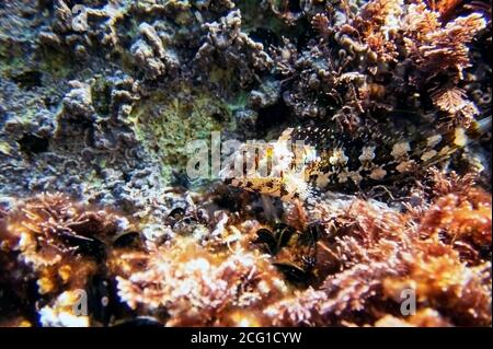 Combtooth Mediterranean blenny fish - Lipophrys trigloides Stock Photo