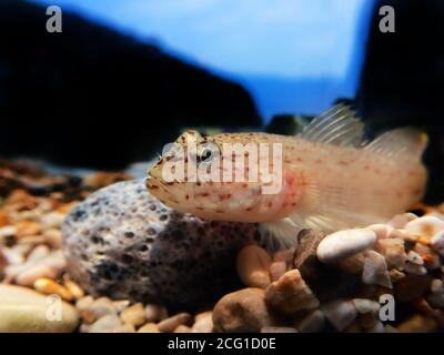 Bucchich's Mediterranean sea goby fish - Gobius bucchichi Stock Photo