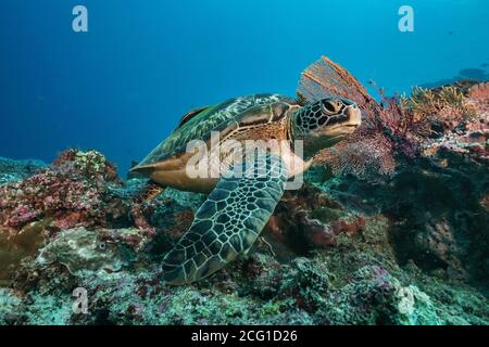 Green turtle underwater swimming on coral reef scuba diving