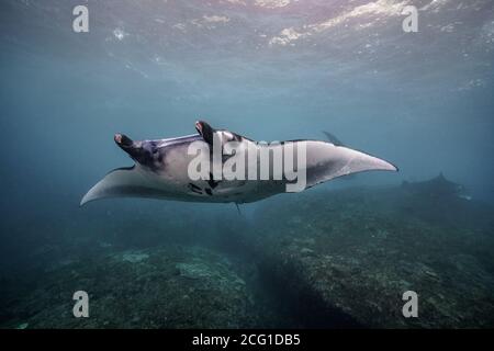 beautiful Manta Ray underwater with scuba divers Stock Photo