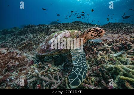 Hawksbill turtle underwater swimming on coral reef scuba diving Stock Photo