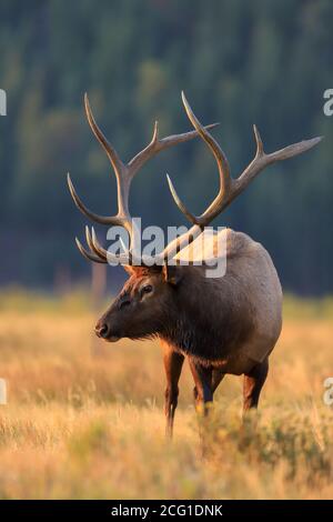 Large bull elk cervus canadensis closeup in a meadow during autumn rut in early morning light in Rocky Mountain National Park Stock Photo