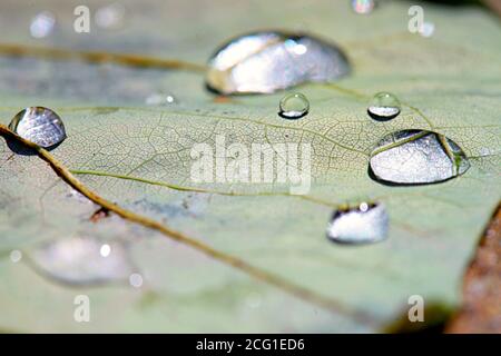 Macro water droplets on fallen leaf. High quality photo Stock Photo
