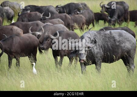 A muddy African Buffalo (Syncerus Caffer) stands out from the passing herd.  A lone white bird stands in the tall grass. Chobe National Park, Botswana Stock Photo