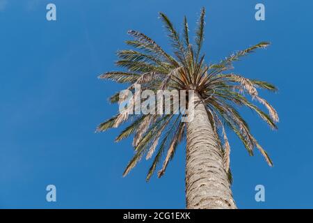palm tree seen from the ground with blue sky like background Stock Photo