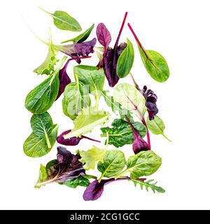 Flying Salad mix with rucola, frisee, radicchio, chard and lamb's lettuce. Green salad Isolated on white background Stock Photo