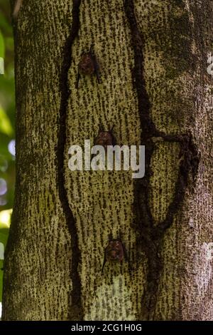 Three Brazilian Long-nosed Bats, Sharp-nosed Bats or Proboscis Bats - Rhynchonycteris naso, roosting on a tree trunk in the rainforest of Manuel Anton Stock Photo