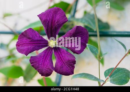 Purple clematis flower closeup in the garden. Clematis The President.