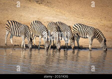 Five adult zebras standing at the edge of river drinking water in dry winter in Kruger Park in South Africa Stock Photo