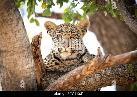 Face of a young leopard cub looking straight at camera sitting on a tree branch in Kruger Park in South Africa Stock Photo