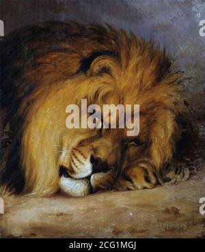 Huggins William - a Sleeping Lion - British School - 19th  Century Stock Photo