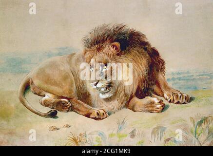 Huggins William - Lion - British School - 19th  Century Stock Photo