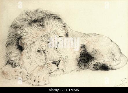 Huggins William - Sleeping Lion - British School - 19th  Century Stock Photo