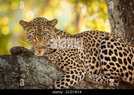 Adult leopard lying on a large tree branch with beautiful background in Kruger Park in South Africa Stock Photo