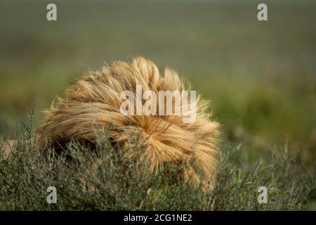 Mane of a male lion lying in green bush in Serengeti National Park in Tanzania