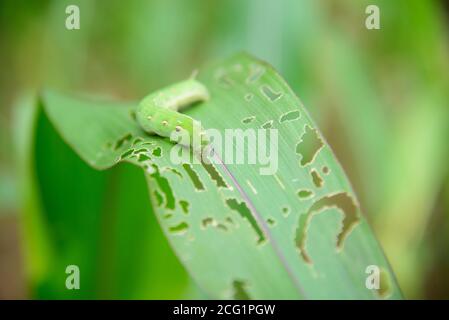 Green worm on tree leaf