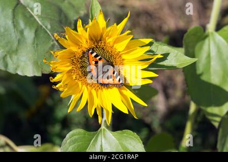 Butterfly-urticaria (Aglais urticae) sits on a flower of a blooming sunflower. Stock Photo