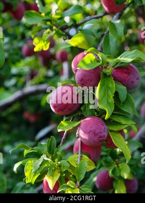 Ripe red plums on a branch in the garden Stock Photo