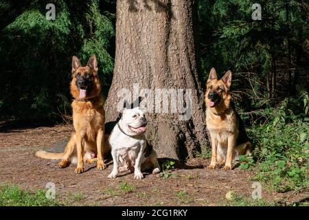 Three dogs in the woods, two German shepherd dogs and an old English bulldog, sitting in front of a large tree. Sunlight shines on the dog's head Stock Photo