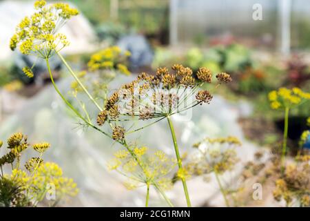 Umbrella inflorescence of dill with ripe seeds in a vegetable garden in autumn. Stock Photo