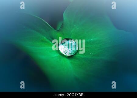 Water drop on lotus leaf Stock Photo