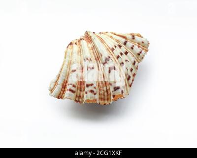 Sea shell isolated on white background Stock Photo