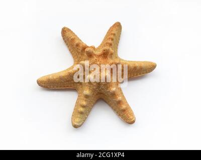 Sea shell isolated on white background Stock Photo