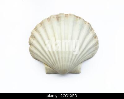 Sea shell isolated on white background Stock Photo