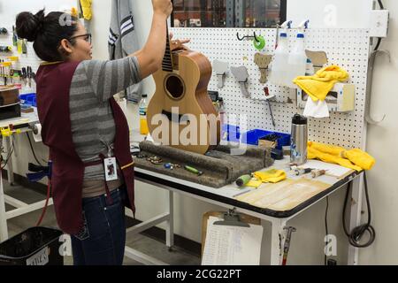 Workers building and assembling guitars at the Taylor Guitar factory in Tecate, Mexico.  This worker is attaching the neck to the guitar body. Stock Photo