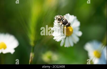 Insect collecting pollen from white daisy flower with sunset light. Stock Photo