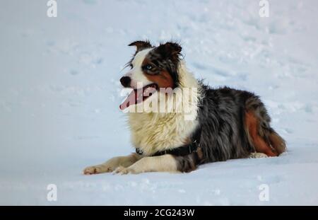 Peaceful australian shepherd dog in the snow Stock Photo
