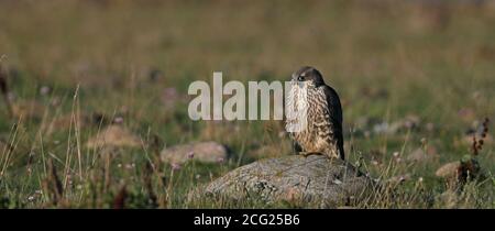 Young Peregrine falcon, Falco peregrinus, resting on stone Stock Photo