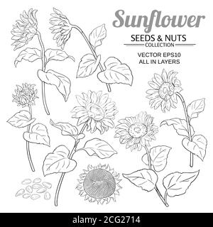 sunflower seed set cartoon vector illustration Stock Vector Image & Art ...