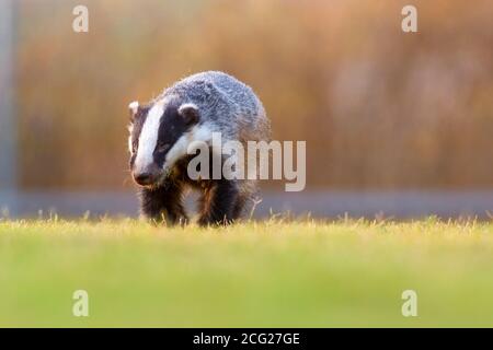 European badger (Meles meles). This relatively large mammal, found in most areas of mainland Europe, is related to the much smaller weasels, stoats an