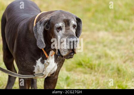 Great Dane with hanging ears on a leash outdoors in summer