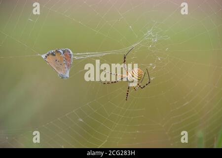 Spider, web and an entrapped butterfly covered in cobwebs Stock Photo